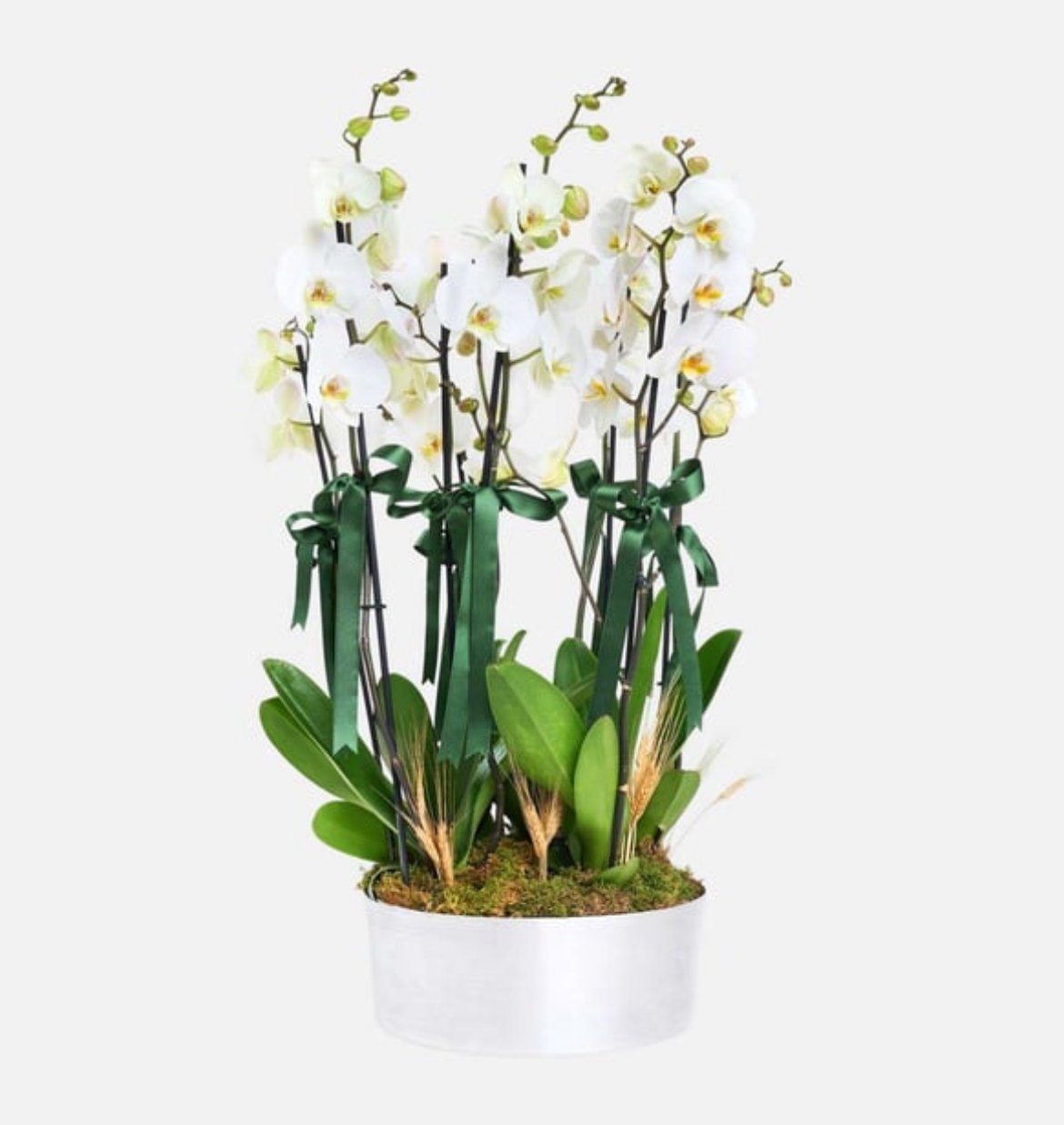 6 DAL BEYAZ ORKİDE ARANJNMANI